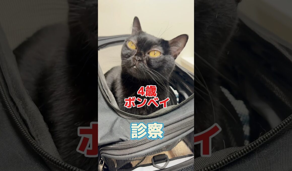 健康診断をしに4歳のボンベイが動物病院にやって来た！