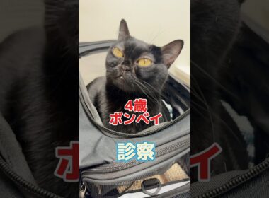 健康診断をしに4歳のボンベイが動物病院にやって来た！