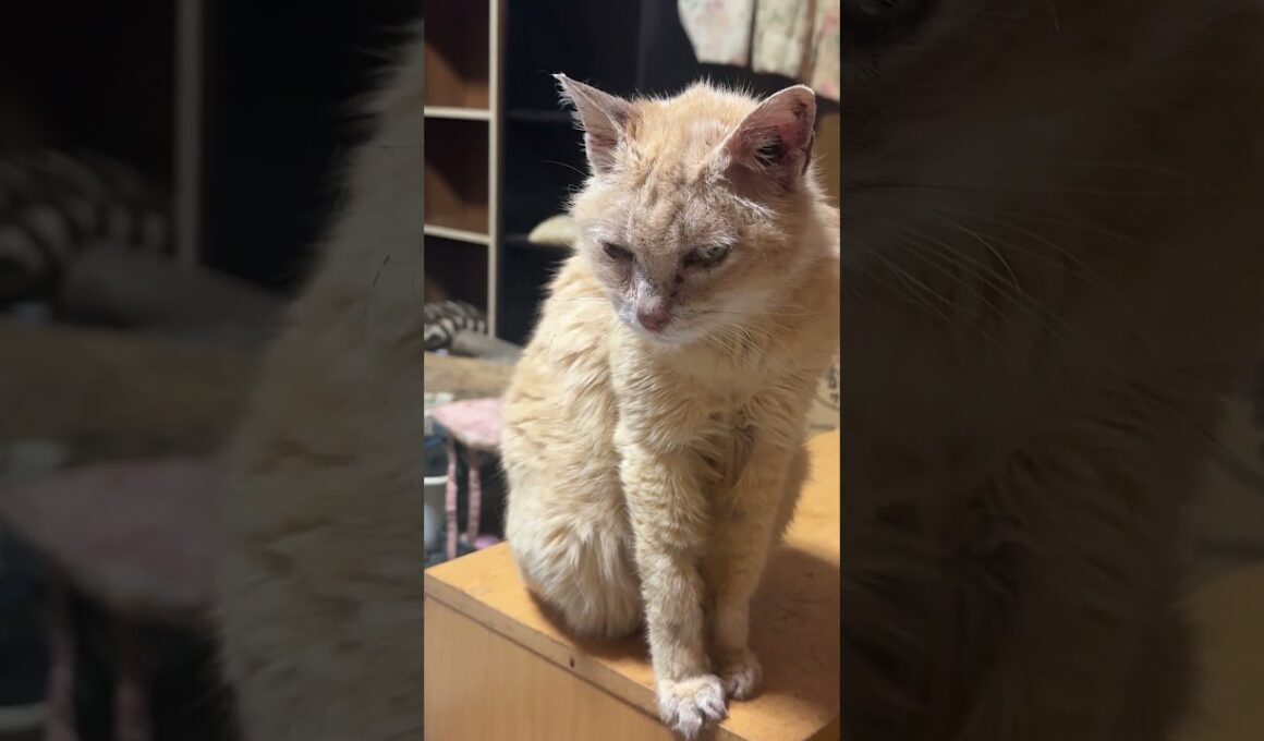 ミヌエットのクリームの漢の背中を見つめるシャム猫のパンダだったが、見飽きて寝る