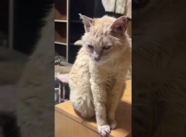 ミヌエットのクリームの漢の背中を見つめるシャム猫のパンダだったが、見飽きて寝る