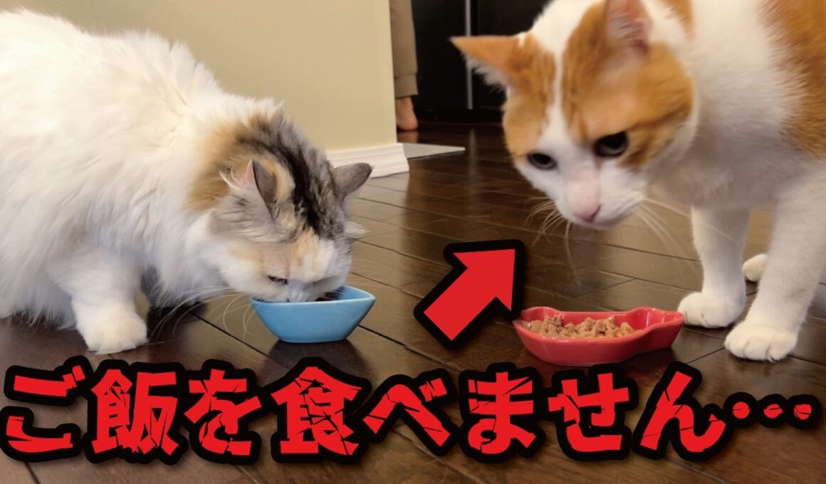 師匠が大好きなごはんを食べなくなりました