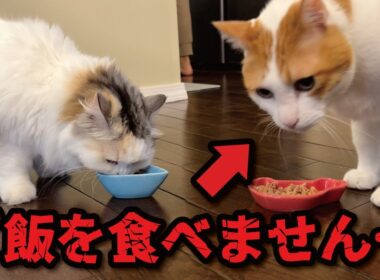 師匠が大好きなごはんを食べなくなりました