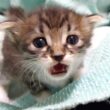 赤ちゃん子猫とママの爪切れ対決が始める？【赤ちゃん猫　保護猫】