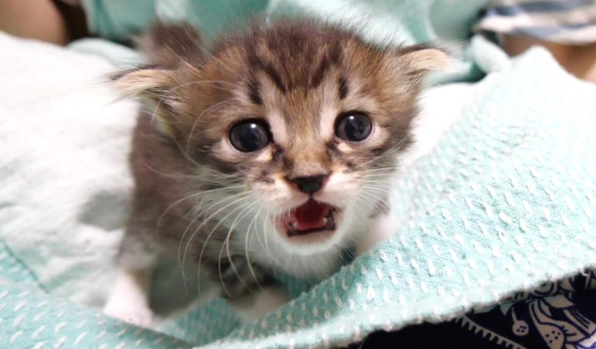 赤ちゃん子猫とママの爪切れ対決が始める？【赤ちゃん猫　保護猫】