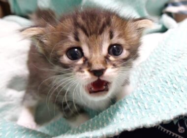 赤ちゃん子猫とママの爪切れ対決が始める？【赤ちゃん猫　保護猫】