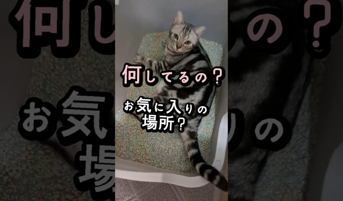 ｢トイレでリラックスする猫｣#shorts  #アメショ  #cat  #cute #猫 #アメリカンショートヘアー