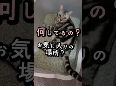 ｢トイレでリラックスする猫｣#shorts  #アメショ  #cat  #cute #猫 #アメリカンショートヘアー