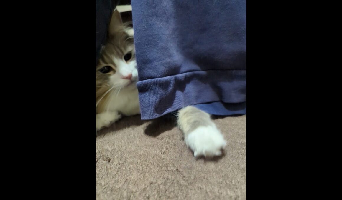 すき間からネコパンチを狙うノルウェージャンフォレストキャット