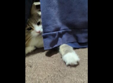 すき間からネコパンチを狙うノルウェージャンフォレストキャット