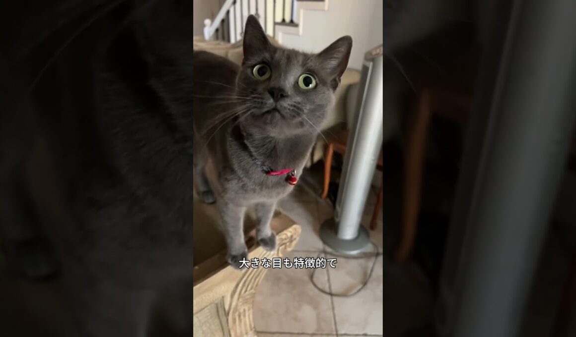 これがコラット！宝石みたいに輝く猫🐱💎 #猫好き #かわいい猫 #猫 #コラット