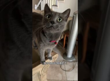 これがコラット！宝石みたいに輝く猫🐱💎 #猫好き #かわいい猫 #猫 #コラット