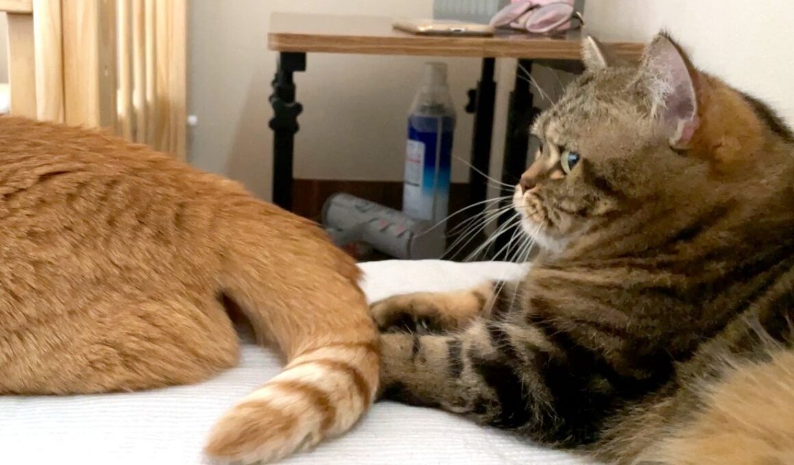 子猫だった頃を思い出した弟猫