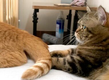 子猫だった頃を思い出した弟猫