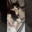 母猫がいない隙に子猫を独り占め。 #ノルウェージャンフォレストキャット