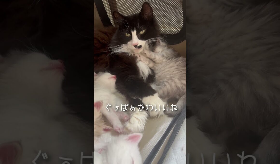母猫がいない隙に子猫を独り占め。 #ノルウェージャンフォレストキャット