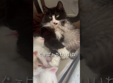 母猫がいない隙に子猫を独り占め。 #ノルウェージャンフォレストキャット