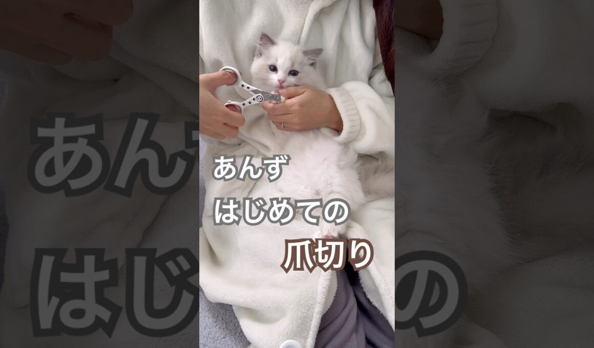 あんず君、はじめての爪切り✨#ラグドール #猫好きさんと繋がりたい #子猫 #猫のいる暮らし #ねこ動画
