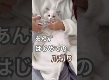 あんず君、はじめての爪切り✨#ラグドール #猫好きさんと繋がりたい #子猫 #猫のいる暮らし #ねこ動画