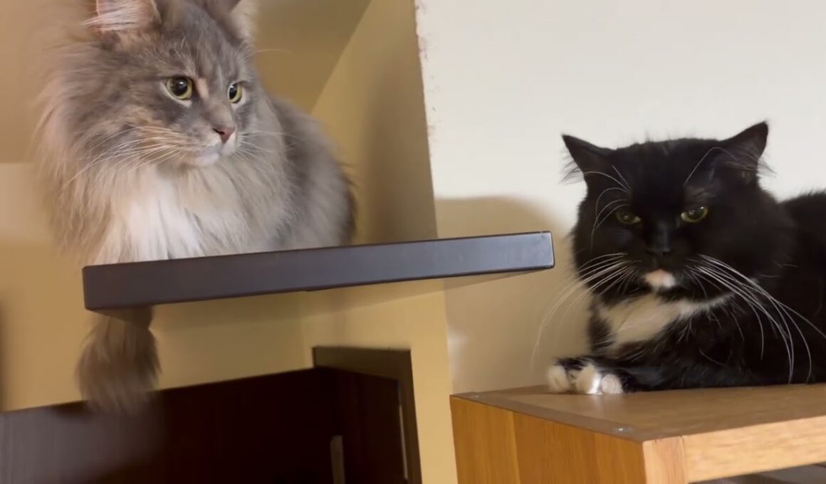 ロボット掃除機を敵と認識する猫　サイベリアン