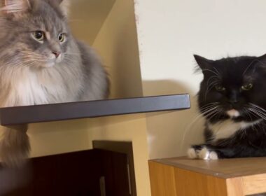 ロボット掃除機を敵と認識する猫　サイベリアン