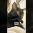 うとうと黒猫ボンベイ　#cat #ねこ #ねこのいる暮らし #ねこのいる生活 #ねこ動画 #猫 #猫好きさんと繋がりたい #かわいい #甘えん坊