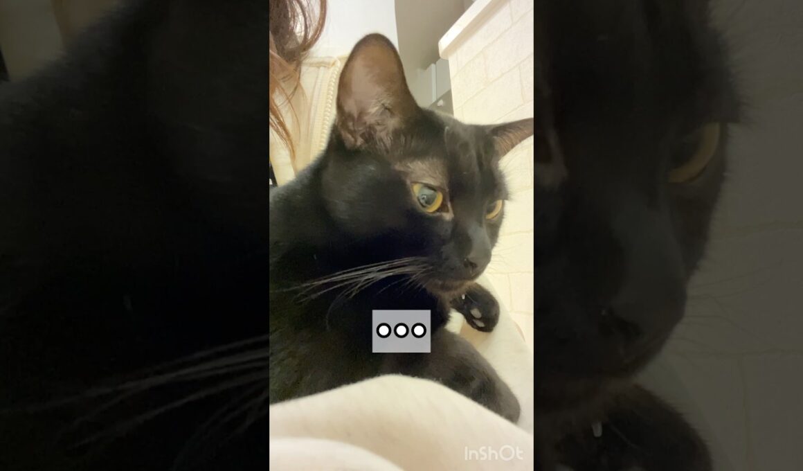 うとうと黒猫ボンベイ　#cat #ねこ #ねこのいる暮らし #ねこのいる生活 #ねこ動画 #猫 #猫好きさんと繋がりたい #かわいい #甘えん坊