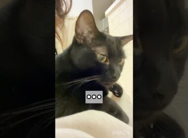 うとうと黒猫ボンベイ　#cat #ねこ #ねこのいる暮らし #ねこのいる生活 #ねこ動画 #猫 #猫好きさんと繋がりたい #かわいい #甘えん坊