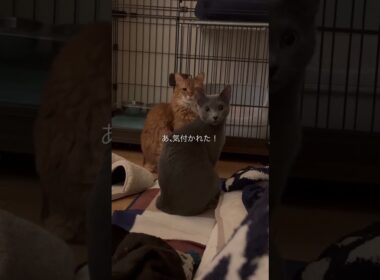 飼い主が寝てる間の猫達【ソマリのぷーとロシアンブルーのちょんたん】#猫のいる暮らし #猫 #cat #猫動画 #catvideos #shortvideo #shorts #short