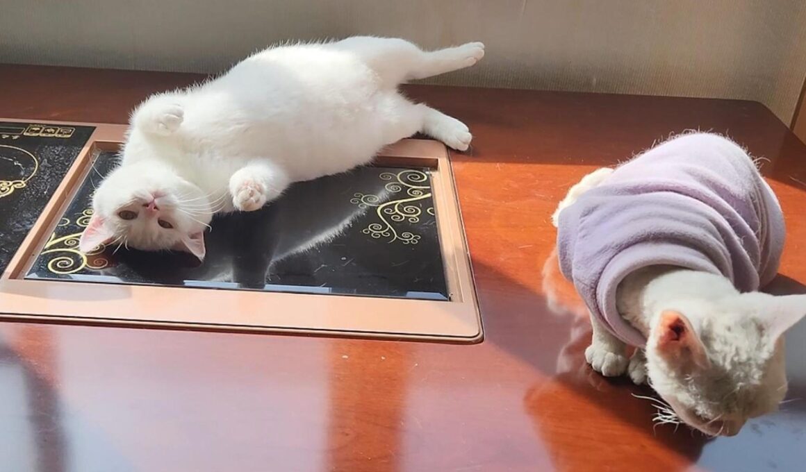 デボンレックスは誰に対しても不機嫌そうで、可愛い小白（シャオバイ）を叩いた。🐱