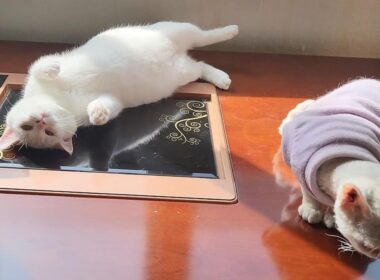 デボンレックスは誰に対しても不機嫌そうで、可愛い小白（シャオバイ）を叩いた。🐱