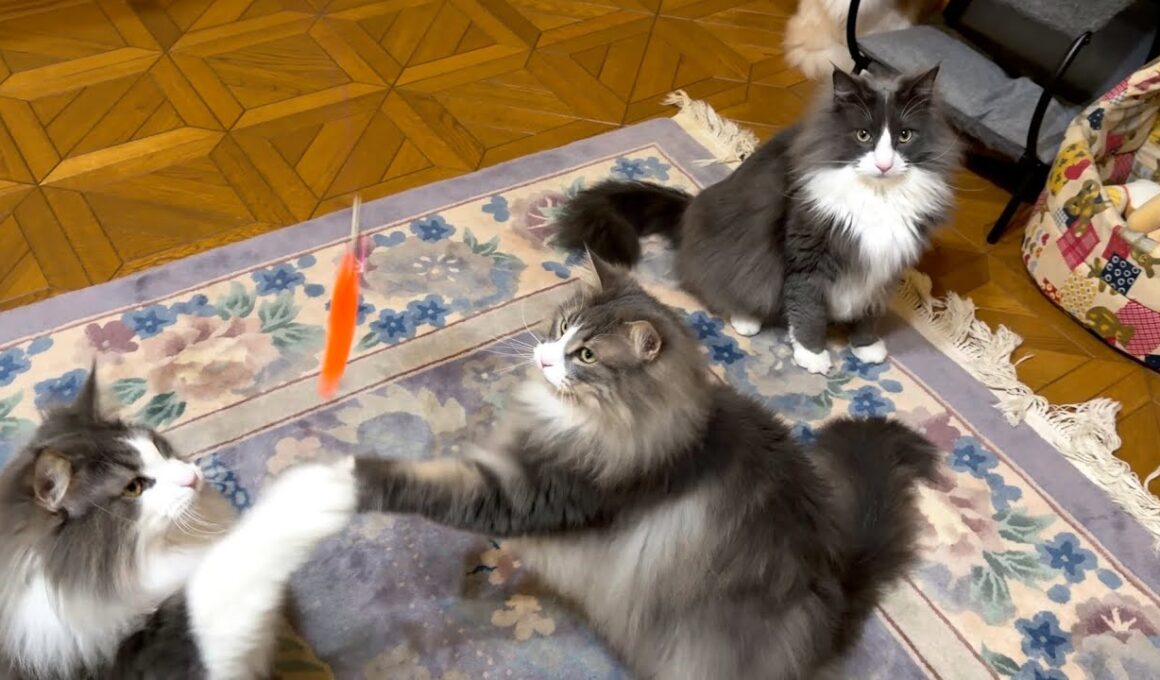 【遊ぶ‼︎】弟よりお兄ちゃんの方が元気いっぱい！？！？ノルウェージャンフォレストキャットとターキッシュアンゴラ