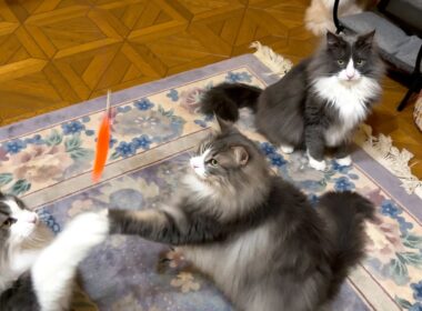 【遊ぶ‼︎】弟よりお兄ちゃんの方が元気いっぱい！？！？ノルウェージャンフォレストキャットとターキッシュアンゴラ