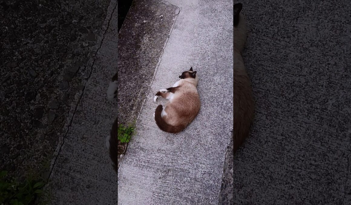 外に探索🐾#猫 #ねこ #シャム猫 #cat