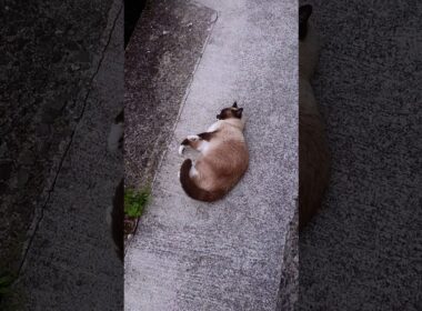 外に探索🐾#猫 #ねこ #シャム猫 #cat