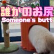バーマン猫【誰かのお尻】Someone's butt（バーマン猫）Birman/Cat