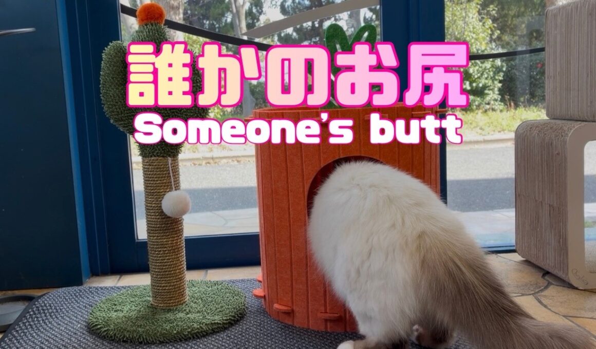 バーマン猫【誰かのお尻】Someone's butt（バーマン猫）Birman/Cat