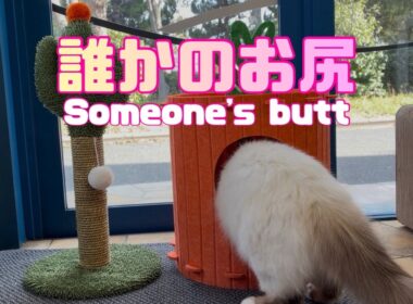 バーマン猫【誰かのお尻】Someone's butt（バーマン猫）Birman/Cat