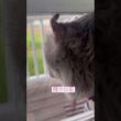 風を感じて再び #ねこ動画 #アメリカンカール