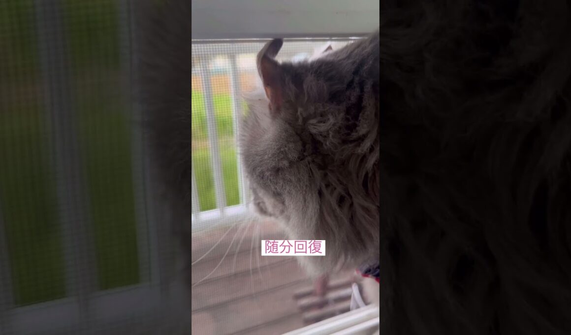 風を感じて再び #ねこ動画 #アメリカンカール