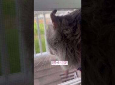 風を感じて再び #ねこ動画 #アメリカンカール