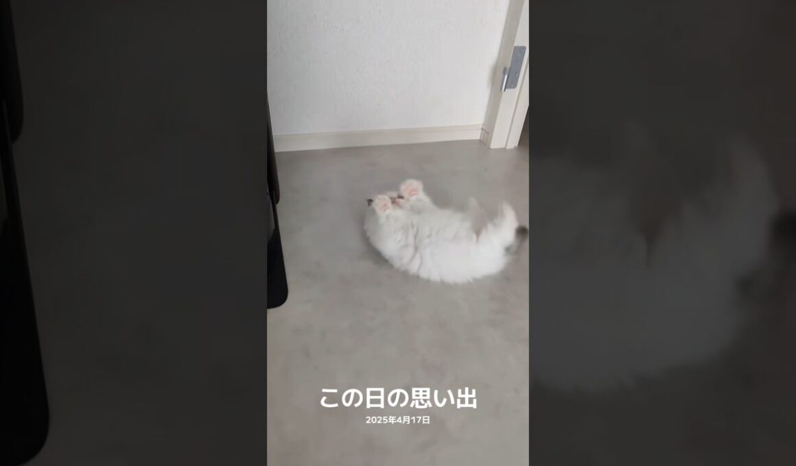 コテン🦭 #shorts #猫 #子猫 #ラグドール #甘えん坊猫 #猫のいる暮らし