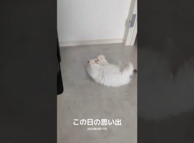 コテン🦭 #shorts #猫 #子猫 #ラグドール #甘えん坊猫 #猫のいる暮らし