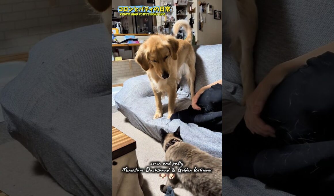 パティVSにゃんこのミル🐶 #コロンとパティの日常 #goldenretriever #ゴールデンレトリバー #にゃんこ#犬vs猫#シャム猫