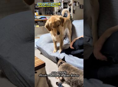 パティVSにゃんこのミル🐶 #コロンとパティの日常 #goldenretriever #ゴールデンレトリバー #にゃんこ#犬vs猫#シャム猫