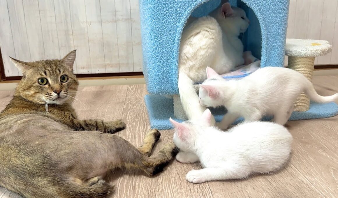 兄猫たちの神育児！優しさに包まれた子猫の1日【白玉ちゃん＆たこやき君日記】A Kitten's Day: Wrapped in the Love of Big Brother Cats