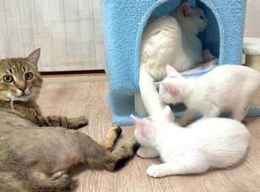 兄猫たちの神育児！優しさに包まれた子猫の1日【白玉ちゃん＆たこやき君日記】A Kitten's Day: Wrapped in the Love of Big Brother Cats