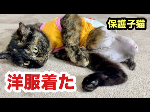 ３本足の子猫 洋服がとても似合って可愛すぎた