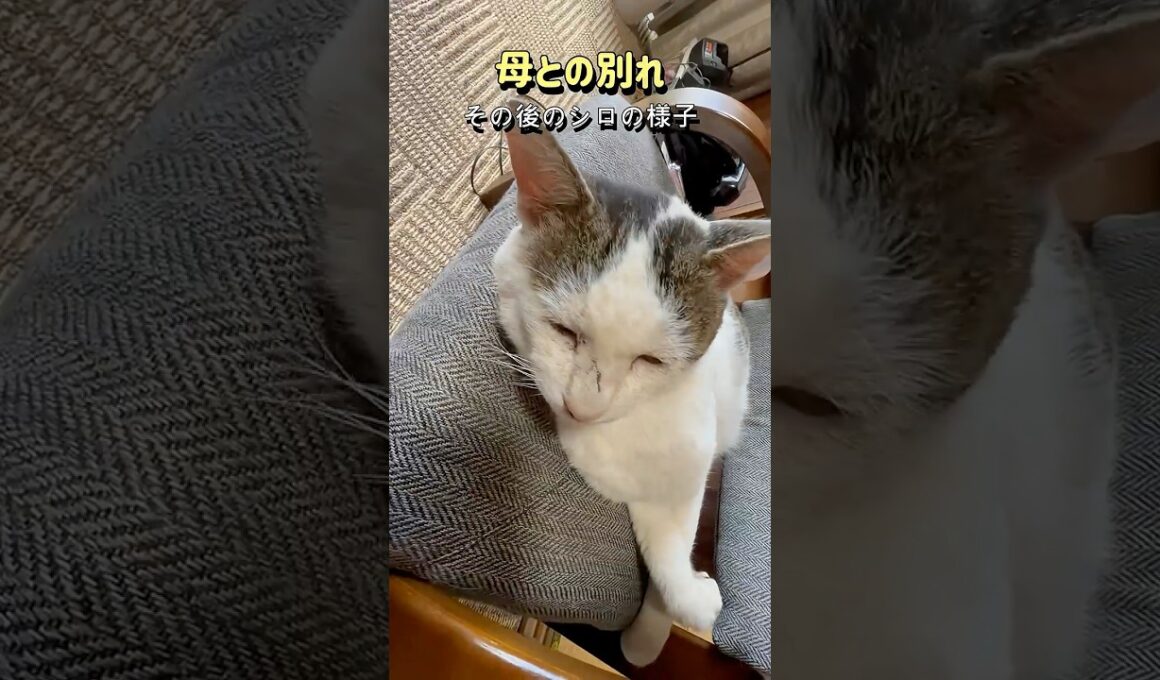 【ばぁばとの別れ】シロが見せた変化――行く末を案じていた母の思い【オリジナルBGM】