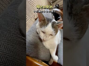 【ばぁばとの別れ】シロが見せた変化――行く末を案じていた母の思い【オリジナルBGM】