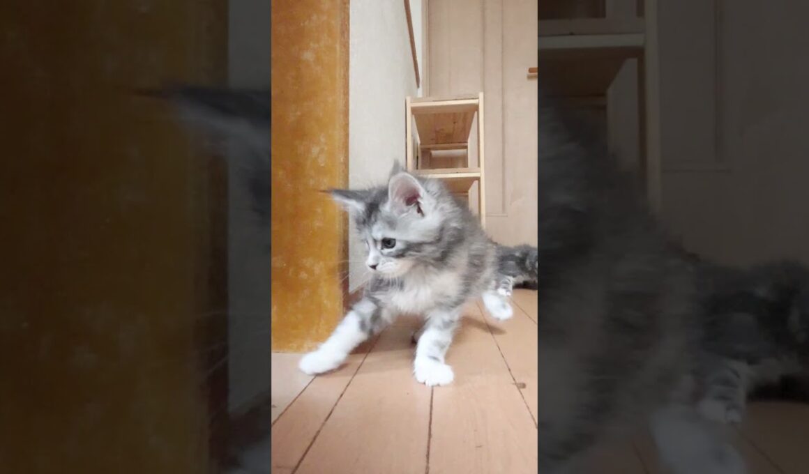 メインクーンの赤ちゃんたち外の世界2日目